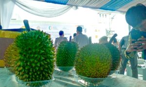Salah satu durian di Kabupaten Bogor, Foto/Istimewa