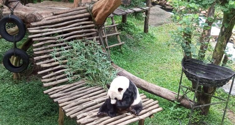 Kondsi Panda di Taman Safari Bogor, Foto/Istimewa
