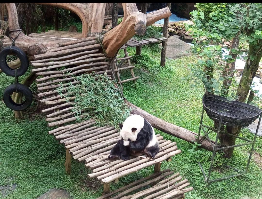 Kondsi Panda di Taman Safari Bogor, Foto/Istimewa Kondsi Panda di Taman Safari Bogor, Foto/Istimewa