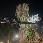 Pemangkasan Pohon Karet Rebo, Foto/Adi Wirman