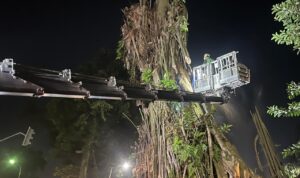 Pemangkasan Pohon Karet Rebo, Foto/Adi Wirman