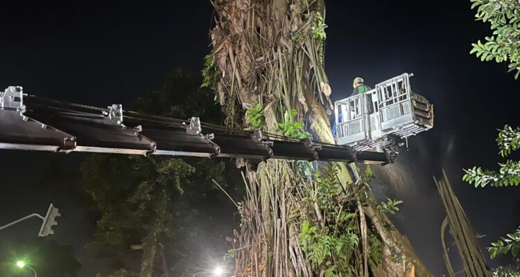 Pemangkasan Pohon Karet Rebo, Foto/Adi Wirman