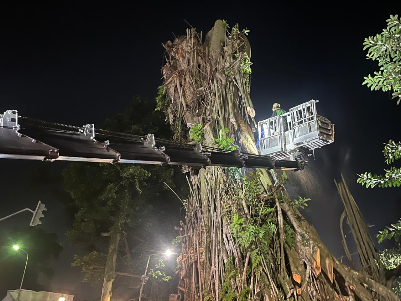 Pemangkasan Pohon Karet Rebo, Foto/Adi Wirman