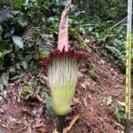 Bunga Amorphophallus titanum atau bunga bangkai raksasa akhirnya mekar sempurna di Kebun Raya Bogor, Foto/Isitmewa