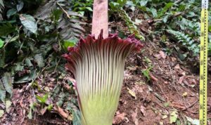 Bunga Amorphophallus titanum atau bunga bangkai raksasa akhirnya mekar sempurna di Kebun Raya Bogor, Foto/Isitmewa