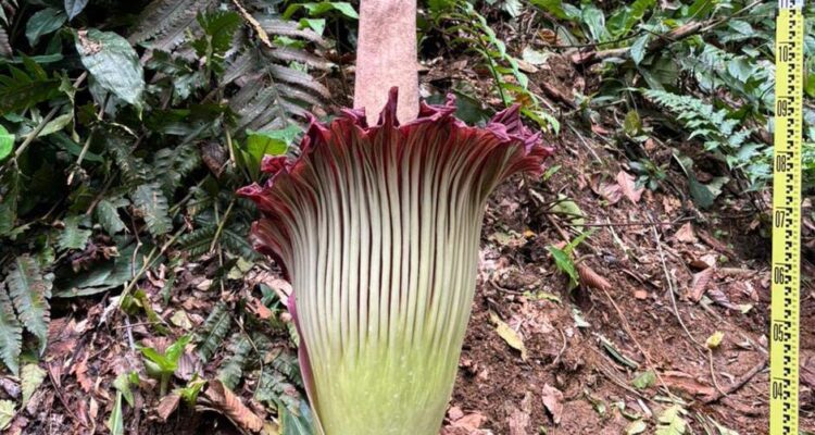 Bunga Amorphophallus titanum atau bunga bangkai raksasa akhirnya mekar sempurna di Kebun Raya Bogor, Foto/Isitmewa