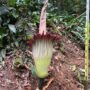 Bunga Amorphophallus titanum atau bunga bangkai raksasa akhirnya mekar sempurna di Kebun Raya Bogor, Foto/Isitmewa