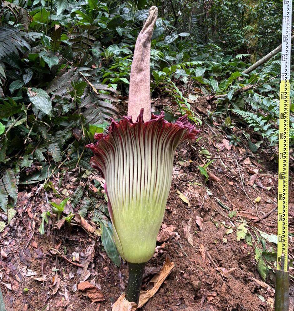 Bunga Amorphophallus titanum atau bunga bangkai raksasa akhirnya mekar sempurna di Kebun Raya Bogor, Foto/Isitmewa
