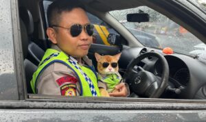 Kucing orange bernama "Oyen" menjadi Perhatian wisatawan yang melintas ke kawasan Puncak Bogor, Foto/Adi Wirman Kucing orange bernama "Oyen" menjadi Perhatian wisatawan yang melintas ke kawasan Puncak Bogor, Foto/Adi Wirman