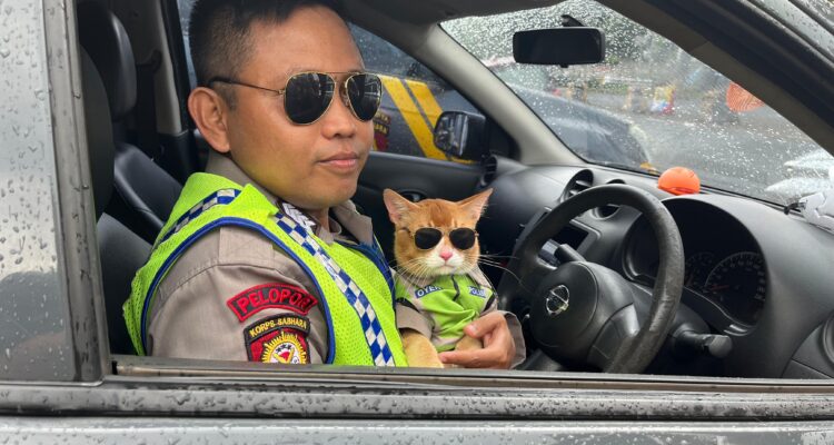 Kucing orange bernama "Oyen" menjadi Perhatian wisatawan yang melintas ke kawasan Puncak Bogor, Foto/Adi Wirman