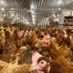 Kondisi kandang bebas sangkar yang memungkinkan ayam petelur bergerak bebas, mengekspresikan perilaku alaminya, serta mendapatkan standar kesejahteraan hewan yang lebih baik, Foto/Istimewa