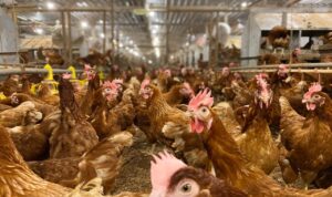 Kondisi kandang bebas sangkar yang memungkinkan ayam petelur bergerak bebas, mengekspresikan perilaku alaminya, serta mendapatkan standar kesejahteraan hewan yang lebih baik, Foto/Istimewa