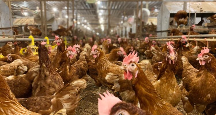 Kondisi kandang bebas sangkar yang memungkinkan ayam petelur bergerak bebas, mengekspresikan perilaku alaminya, serta mendapatkan standar kesejahteraan hewan yang lebih baik, Foto/Istimewa