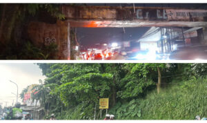 pohon Pulai (Alstonia scholaris) atau yang akrab disapa Pule dan Lame, Foto/Istimewa