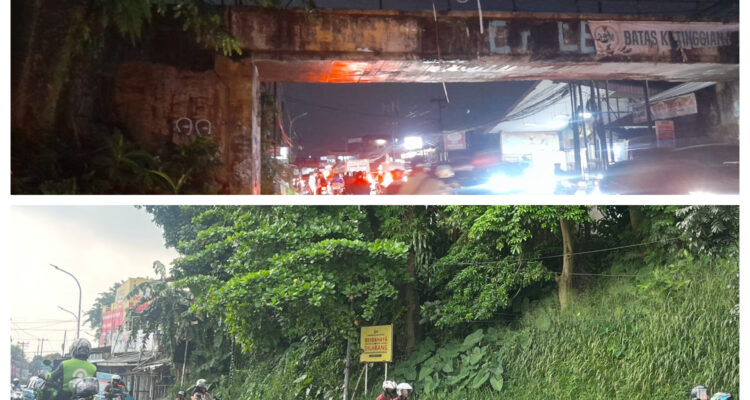 pohon Pulai (Alstonia scholaris) atau yang akrab disapa Pule dan Lame, Foto/Istimewa