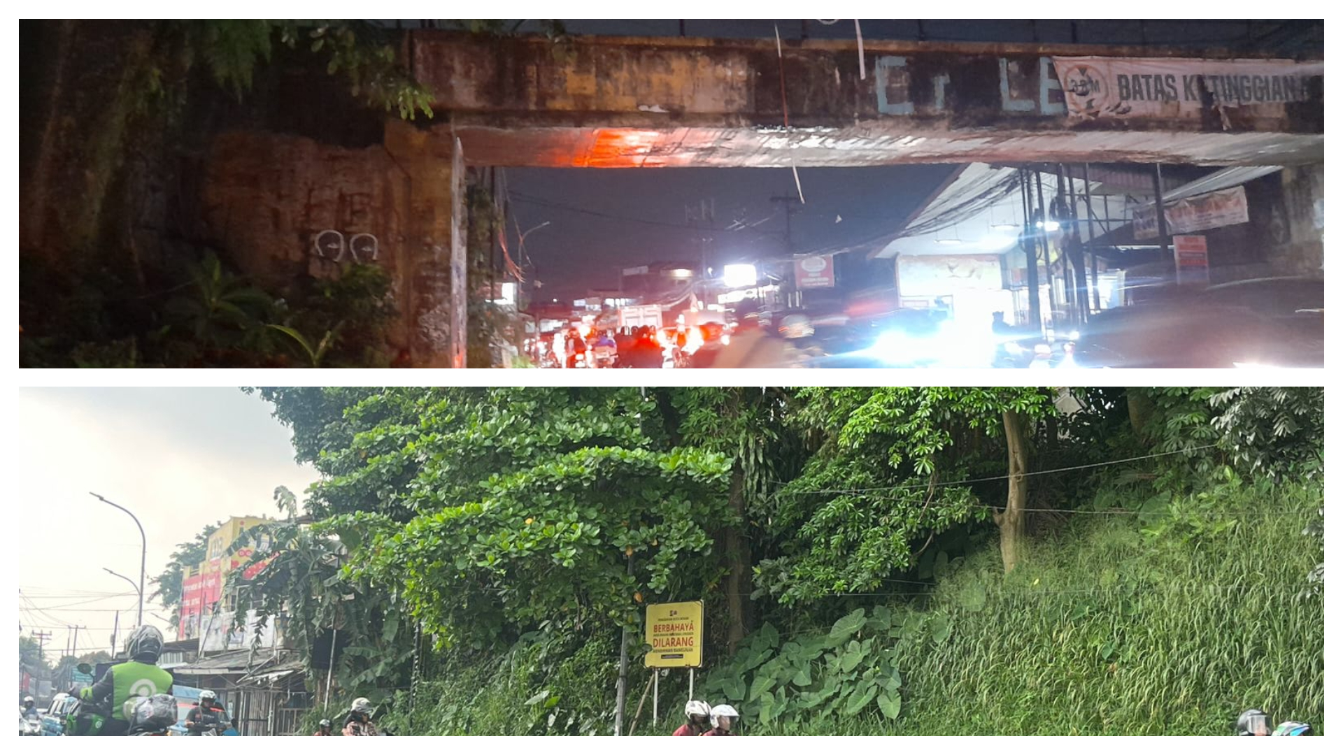 pohon Pulai (Alstonia scholaris) atau yang akrab disapa Pule dan Lame, Foto/Istimewa pohon Pulai (Alstonia scholaris) atau yang akrab disapa Pule dan Lame, Foto/Istimewa