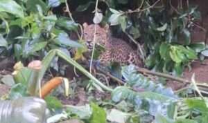 video kemunculan Macan Tutul di kawasan Gunung Mas, Kabupaten Bogor viral di media sosial, Foto/SS Video