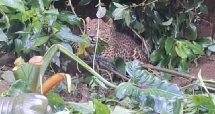 video kemunculan Macan Tutul di kawasan Gunung Mas, Kabupaten Bogor viral di media sosial, Foto/SS Video