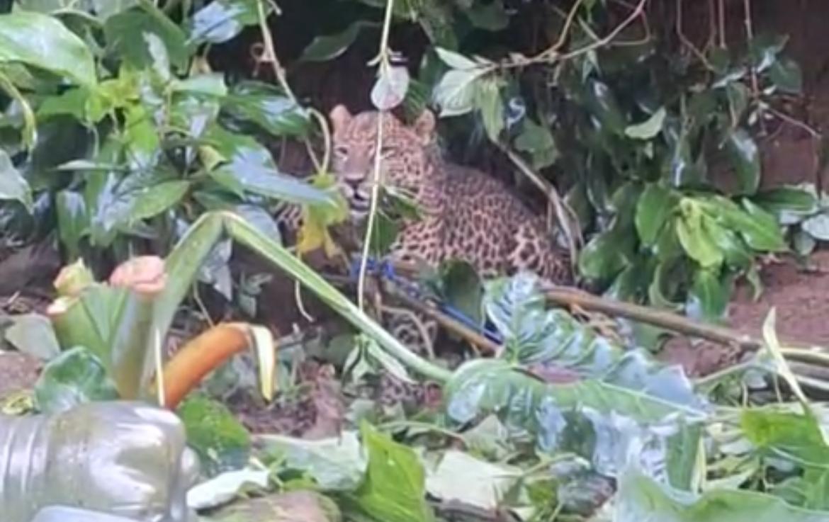 video kemunculan Macan Tutul di kawasan Gunung Mas, Kabupaten Bogor viral di media sosial, Foto/SS Video
