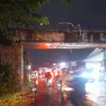 Kondisi Pohon Pule atau nama ilmiahnya Alstonia scholaris adalah tanaman keras berkhasiat obat dan penghijauan yang dikenal dengan berbagai nama lokal di Indonesia, seperti pulai, lame, lamo, kayu gabus, rite (Ambon), dan jelutung, Foto/Maya Melina