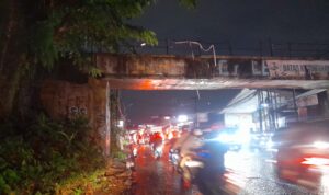 Kondisi Pohon Pule atau nama ilmiahnya Alstonia scholaris adalah tanaman keras berkhasiat obat dan penghijauan yang dikenal dengan berbagai nama lokal di Indonesia, seperti pulai, lame, lamo, kayu gabus, rite (Ambon), dan jelutung, Foto/Maya Melina