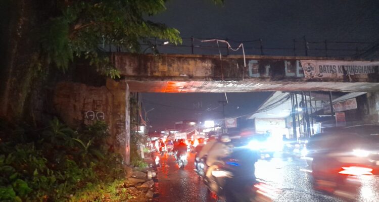 Kondisi Pohon Pule atau nama ilmiahnya Alstonia scholaris adalah tanaman keras berkhasiat obat dan penghijauan yang dikenal dengan berbagai nama lokal di Indonesia, seperti pulai, lame, lamo, kayu gabus, rite (Ambon), dan jelutung, Foto/Maya Melina