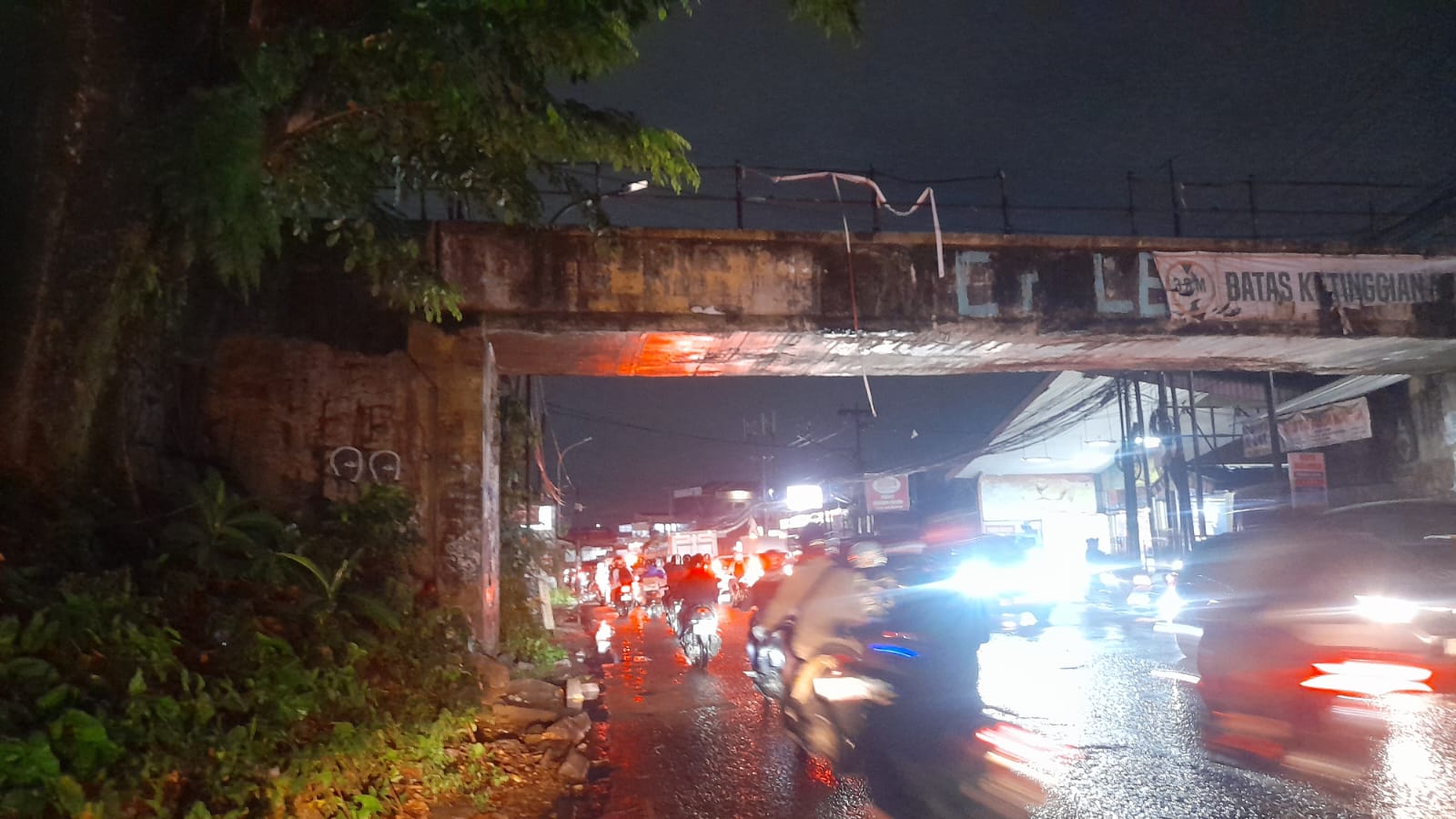 Kondisi Pohon Pule atau nama ilmiahnya Alstonia scholaris adalah tanaman keras berkhasiat obat dan penghijauan yang dikenal dengan berbagai nama lokal di Indonesia, seperti pulai, lame, lamo, kayu gabus, rite (Ambon), dan jelutung, Foto/Maya Melina