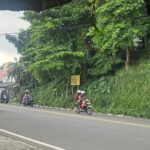 Kondisi Pohon Pule atau nama ilmiahnya Alstonia scholaris adalah tanaman keras berkhasiat obat dan penghijauan yang dikenal dengan berbagai nama lokal di Indonesia, seperti pulai, lame, lamo, kayu gabus, rite (Ambon), dan jelutung, Foto/Maya Melina