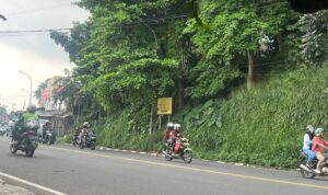 Kondisi Pohon Pule atau nama ilmiahnya Alstonia scholaris adalah tanaman keras berkhasiat obat dan penghijauan yang dikenal dengan berbagai nama lokal di Indonesia, seperti pulai, lame, lamo, kayu gabus, rite (Ambon), dan jelutung, Foto/Maya Melina