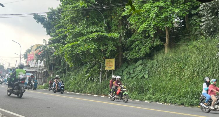 Kondisi Pohon Pule atau nama ilmiahnya Alstonia scholaris adalah tanaman keras berkhasiat obat dan penghijauan yang dikenal dengan berbagai nama lokal di Indonesia, seperti pulai, lame, lamo, kayu gabus, rite (Ambon), dan jelutung, Foto/Maya Melina