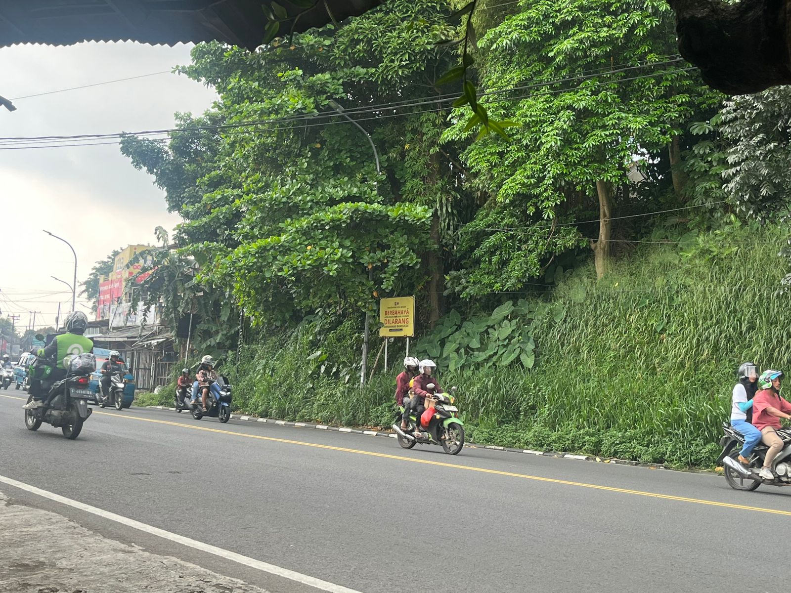 Kondisi Pohon Pule atau nama ilmiahnya Alstonia scholaris adalah tanaman keras berkhasiat obat dan penghijauan yang dikenal dengan berbagai nama lokal di Indonesia, seperti pulai, lame, lamo, kayu gabus, rite (Ambon), dan jelutung, Foto/Maya Melina