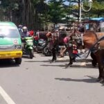 Delman Kota Bogor terlihat parkir di badan jalan Alun-Alun Kota Bogor, Foto/Adi Wirman