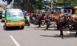 Delman Kota Bogor terlihat parkir di badan jalan Alun-Alun Kota Bogor, Foto/Adi Wirman