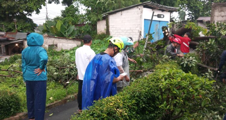 Evakuasi Pohon Tumbang di Jalan Raya Lawanggintung hingga menutupi Jalan, Foto/Maya Melina