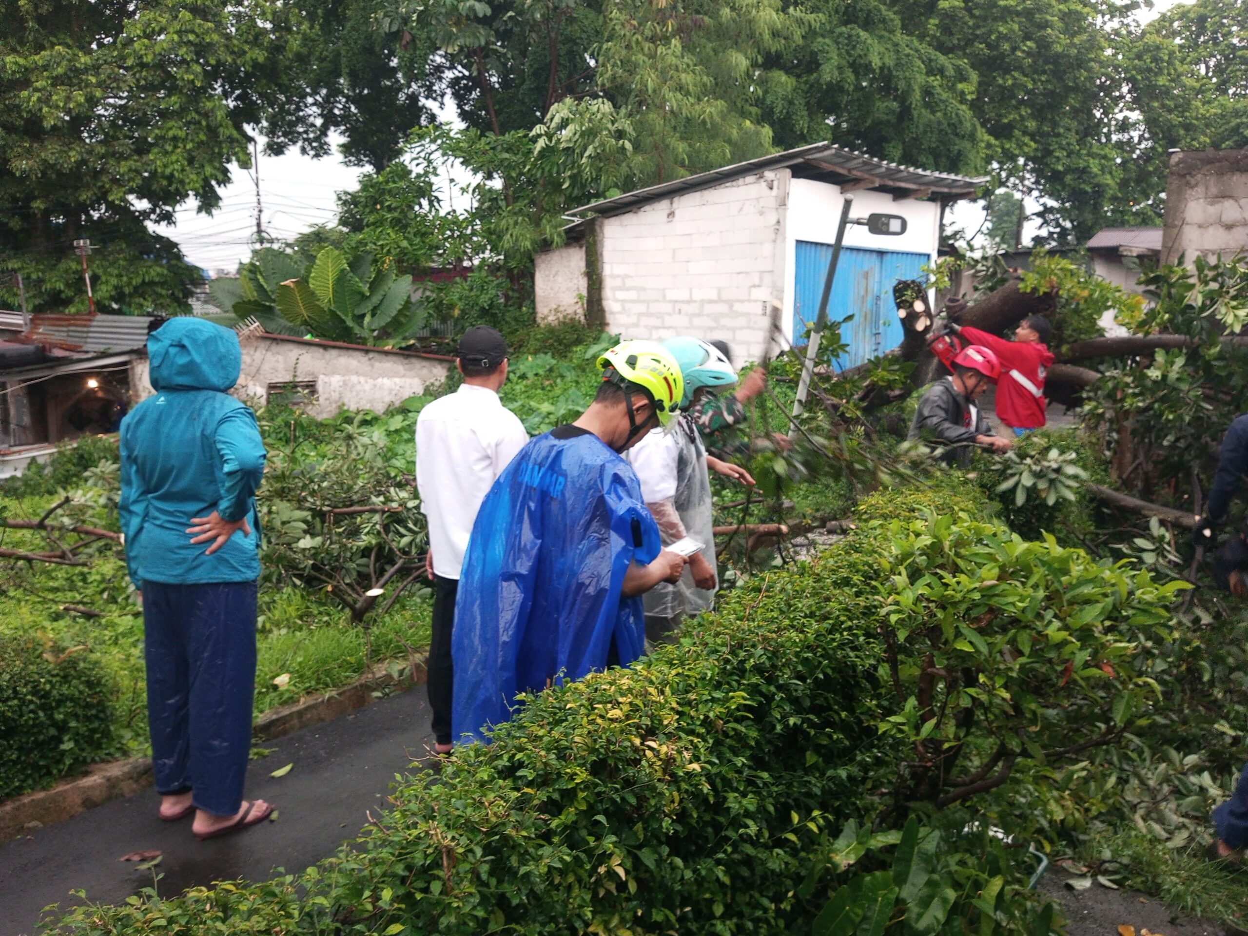 Evakuasi Pohon Tumbang di Jalan Raya Lawanggintung hingga menutupi Jalan, Foto/Maya Melina