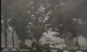 Kondisi Pohon Tumbang di Cibining Bogor, Foto/Isitimewa