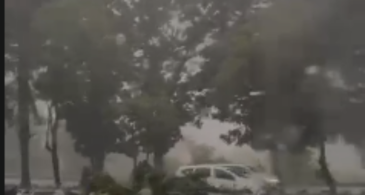Kondisi Pohon Tumbang di Cibining Bogor, Foto/Isitimewa