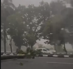 Kondisi Pohon Tumbang di Cibining Bogor, Foto/Isitimewa