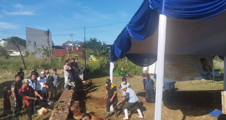 Proses Penyembelihan Sapi Limosin Raksasa Milik Presiden Prabowo, Foto/Isitimewa