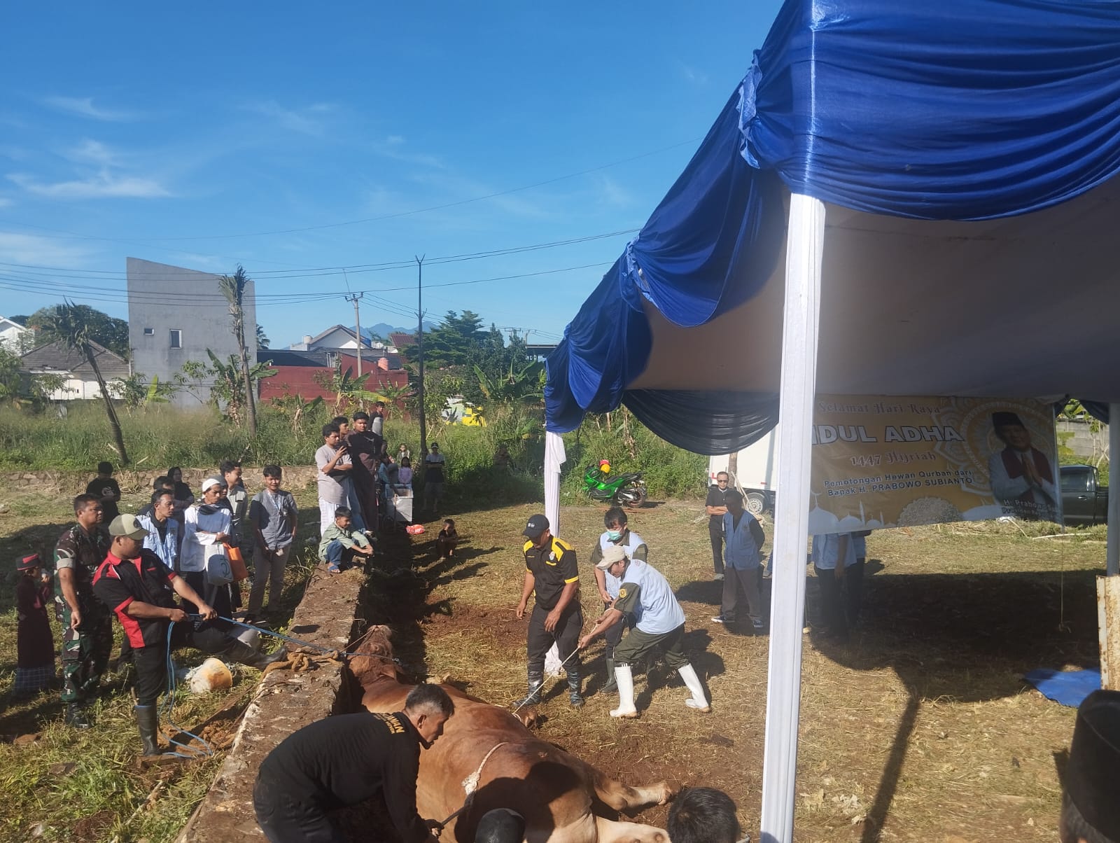Proses Penyembelihan Sapi Limosin Raksasa Milik Presiden Prabowo, Foto/Isitimewa