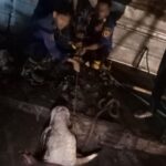 Seekor sapi lepas dan terjebak di dalam gorong-gorong di Tajurhalang Bogor, Foto/Isitimewa