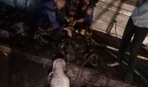 Seekor sapi lepas dan terjebak di dalam gorong-gorong di Tajurhalang Bogor, Foto/Isitimewa Seekor sapi lepas dan terjebak di dalam gorong-gorong di Tajurhalang Bogor, Foto/Isitimewa