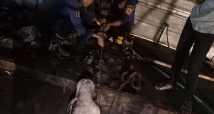 Seekor sapi lepas dan terjebak di dalam gorong-gorong di Tajurhalang Bogor, Foto/Isitimewa