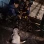 Seekor sapi lepas dan terjebak di dalam gorong-gorong di Tajurhalang Bogor, Foto/Isitimewa