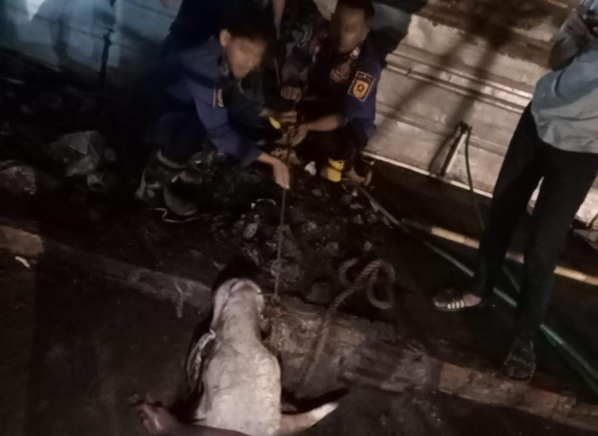 Seekor sapi lepas dan terjebak di dalam gorong-gorong di Tajurhalang Bogor, Foto/Isitimewa
