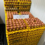 Selain melayani pelanggan sektor hotel, restoran, katering, dan layanan makanan, WMU juga tengah mempersiapkan peluncuran merek telur cage-free untuk pasar ritel, Foto/Isitimewa