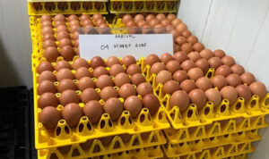 Selain melayani pelanggan sektor hotel, restoran, katering, dan layanan makanan, WMU juga tengah mempersiapkan peluncuran merek telur cage-free untuk pasar ritel, Foto/Isitimewa