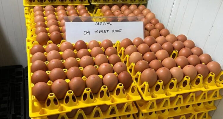 Selain melayani pelanggan sektor hotel, restoran, katering, dan layanan makanan, WMU juga tengah mempersiapkan peluncuran merek telur cage-free untuk pasar ritel, Foto/Isitimewa