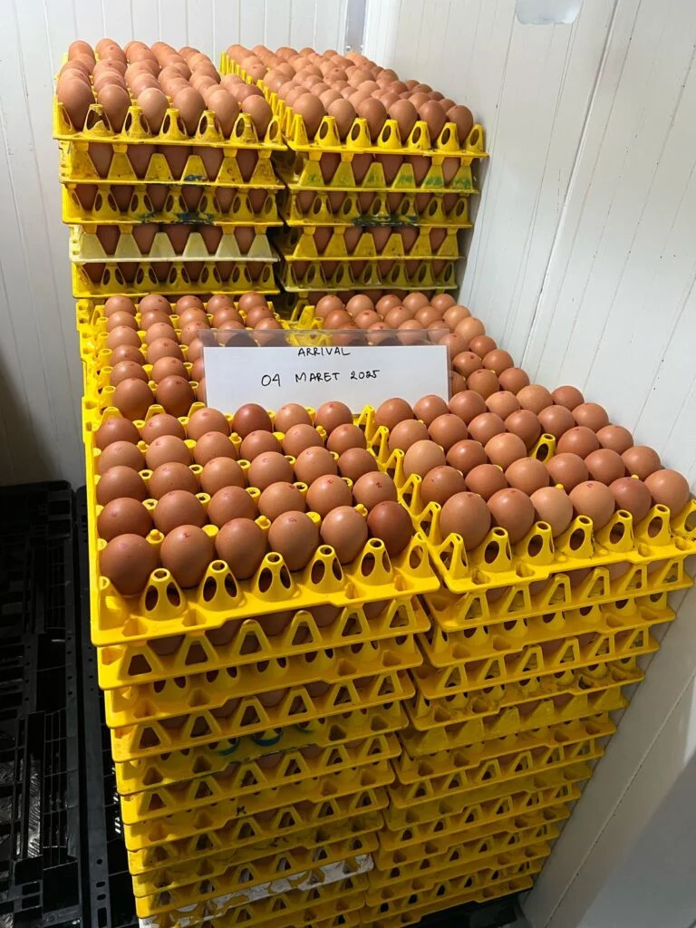 Selain melayani pelanggan sektor hotel, restoran, katering, dan layanan makanan, WMU juga tengah mempersiapkan peluncuran merek telur cage-free untuk pasar ritel, Foto/Isitimewa