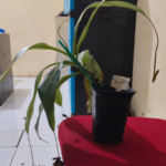 Salah Satu spesimen tanaman yang dicuri di Kebun Raya Bogor, Foto/Isitimewa